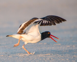 Oystercatcher bird dancing in the water.
