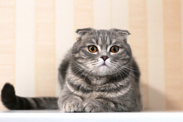 The cat is lying on the table on a striped background.
