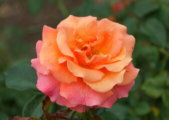 Orange and pink color of Floribunda Rose 'Harpageant' flower