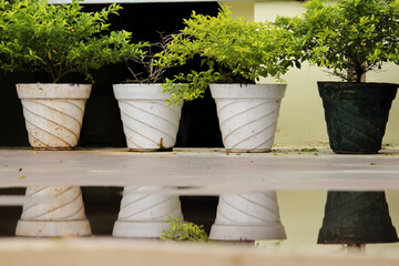 Flower pots which were neatly aligned in a straight line getting reflected by a puddle of water
