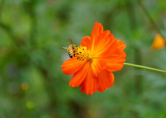 Bee pollinating a Cosmos Sulphureus, a tall orange flower