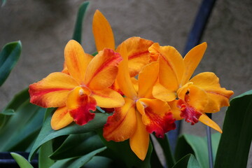 Stunning orange and red color of cattleya orchid flowers