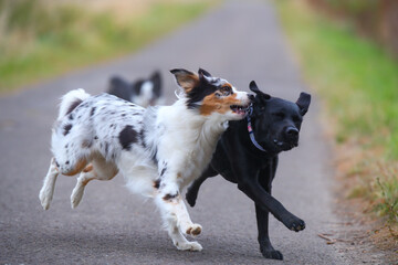 Australian Shepherd spielt mit Labrador