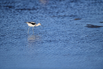 American Avocet, Scientific name: Recurvirostra americana