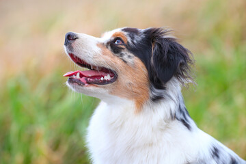 Junger Australian Shepherd auf einer Wiese