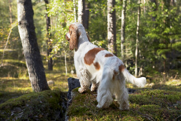 Summer. Forest. An English Cocker Spaniel stands on a rock and looks into the distance. Color white-red.