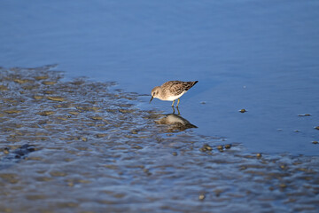 Plover digging in sand