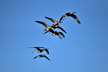 A Skein of Geese 