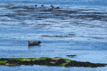 Seal at Inis Mor, Aran Islands, County Galway, Ireland