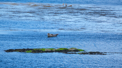 Seal at Inis Mor, Aran Islands, County Galway, Ireland