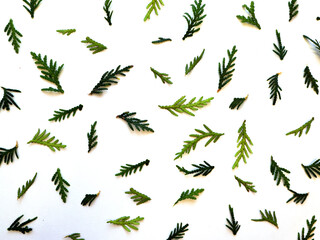 Pine and fir branches isolated on white background, seamless pattern. Christmas and New Year background.