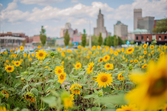 Sunflowers in the city