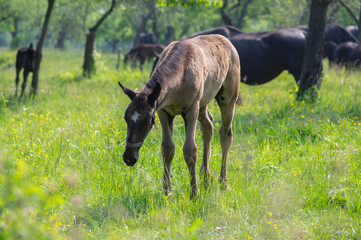 Dark old kladruby horses on pasture on meadow with trees, young baby animal with their mothers in tall grass, beautiful scene