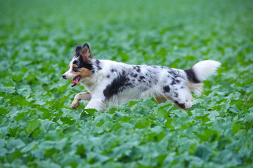 Australian Shepherd springt im Feld
