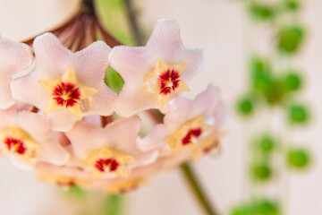 Fototapeta na wymiar Macro of Hoya Carnosa or Waxplant Flower