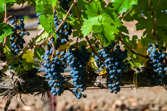 Ripe Grapes on the Vine at Vineyards and Winery, Rutherford, Napa Valley, California, USA