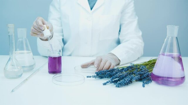 Laboratory assistant is studying healing properties of lavender. Laboratory glassware with blue liquids. Using pipette and petri dish. Production of natural cosmetics and medicines, perfumery. 