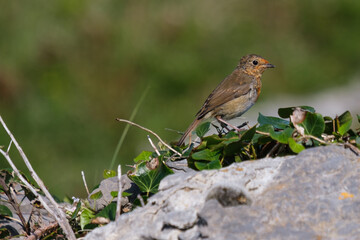  European Robin (Erithacus rubecula) at Inis Mor, Aran Islands, County Galway, Ireland