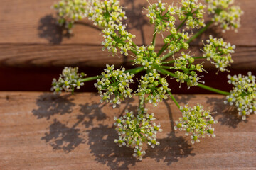 Macro abstract art texture view of tiny parsley flower blossoms with defocused wood grain background and copy space