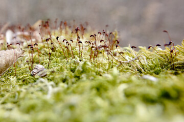 green moss with sprouting grass