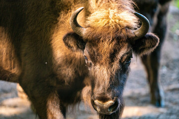 Fototapeta premium Wisent im Tierpark
