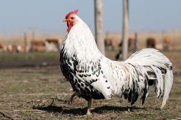 black and white cock on ground