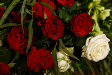 Red and white roses, bouquet on a white background with space for text