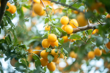 bright yellow cherry plums fruits high grain photo