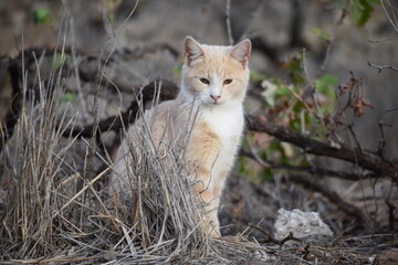 Misael Perez Gonzalez 