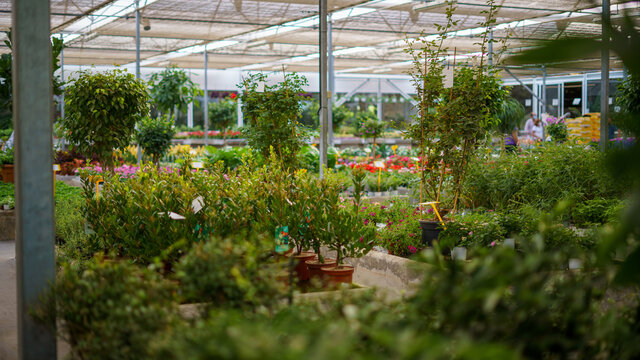 invernadero con muchas plantas verdes y sanas naturales