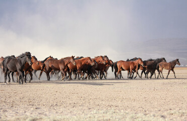 Fototapeta premium a plain with beautiful horses in sunny summer day in Turkey. Herd of thoroughbred horses. Horse herd run fast in desert dust against dramatic sunset sky. wild horses 