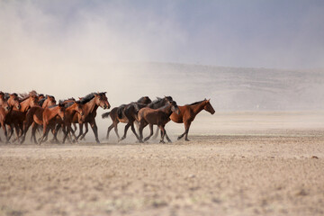Fototapeta premium a plain with beautiful horses in sunny summer day in Turkey. Herd of thoroughbred horses. Horse herd run fast in desert dust against dramatic sunset sky. wild horses 