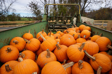 Pile of pumpkins in the bed of a farm tractor