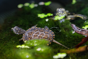 Emys orbicularis juvenile