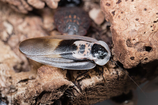 adult death's head cockroach on a piece of bark