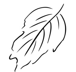 black outline of autumn leaves sketch icons