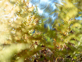 Green and yellow fern and autumn grass in the forest shining on the warm sunset light with blue sky...