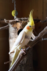 Beautiful white cockatiel posing in the sunlight