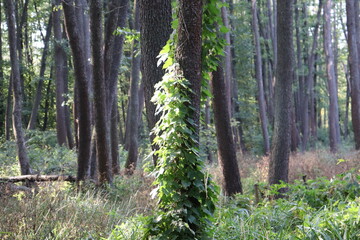 Fototapeta na wymiar A tree in a green bush.