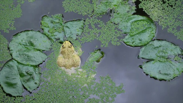 Big frog in the pond and duckweed.