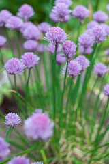 Allium schoenoprasum chives flowers