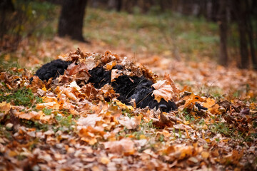 Big black dog hid in autumn leaves