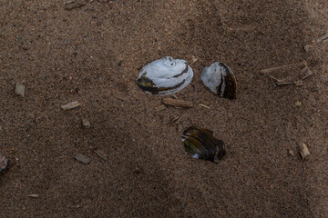small river shells lie in sand on shore, coast
