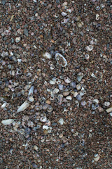 many small multi-colored blue pink purple river seashells and pebbles lie in sand on shore of Baltic sea, pattern