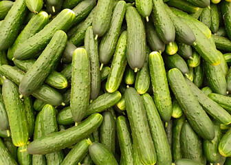 A lot of green cucumbers. © Alex