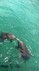 Dolphins in Bahamas