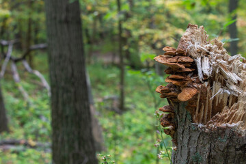 Mushrooms Growing on Stump