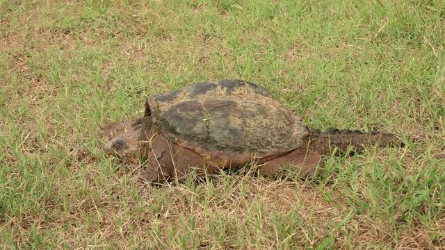 Side view of a Common Snapping Turtle in grass on a hot summer day