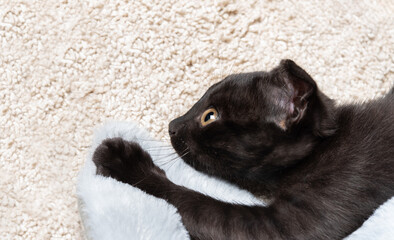 Small playful black kitten lies on the floor. Domestic pet - cat in profile.