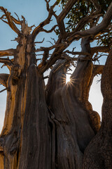 Bristlecone Pine Tree at Spectra Point, Cedar Breaks National Monument, Utah, USA